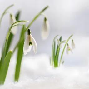 Snowdrop, In the Green